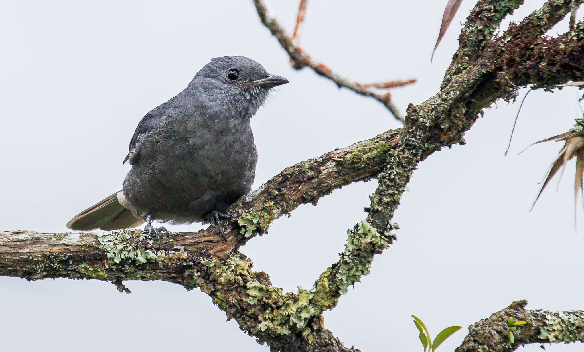 Image of Dusky Piha