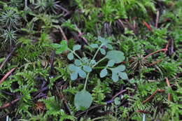 صورة Nemophila parviflora Dougl. ex Benth.