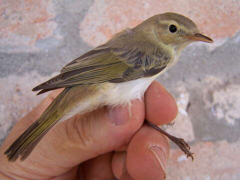 Image of Bonelli's Warbler