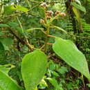 Image of Miconia multiplinervia Cogn.