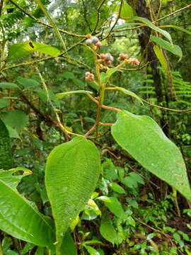 Image of Miconia multiplinervia Cogn.
