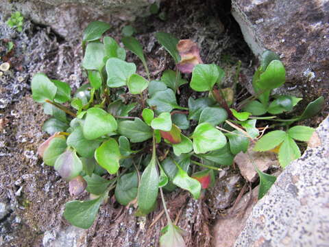 Image of alpine cress