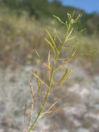 Image of Brassica elongata subsp. pinnatifida (Schmalh.) Greuter & Burdet