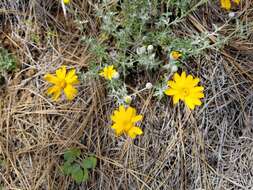 Image of <i>Eriophyllum lanatum</i> var. <i>achilleoides</i> (DC.) Jeps.