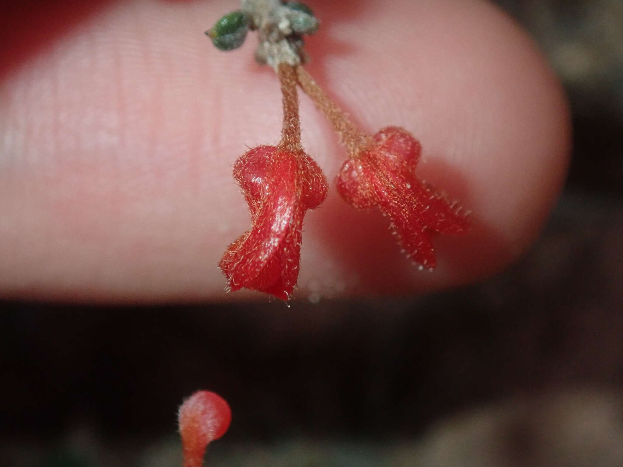 Image of Grevillea crassifolia Domin