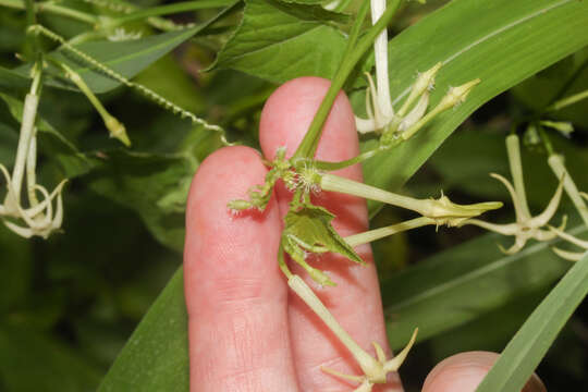 Image of Cyclanthera carthagenensis (Jacq.) H. Schaef. & S. S. Renner