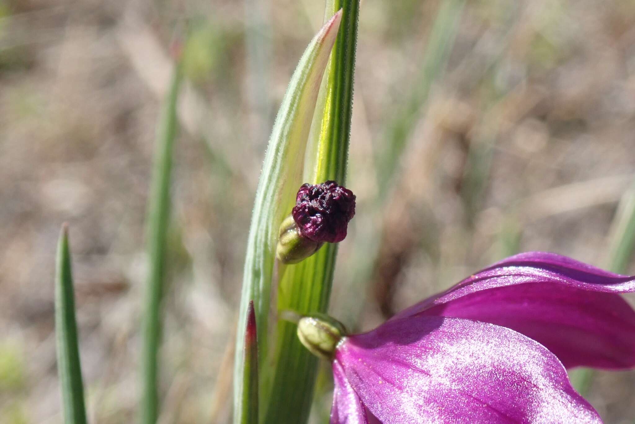 Image of Douglas' grasswidow