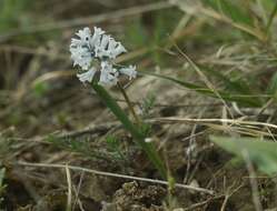 Imagem de Hyacinthella leucophaea (K. Koch) Schur