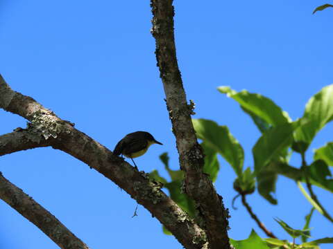 Plancia ëd Todirostrum cinereum cinereum (Linnaeus 1766)