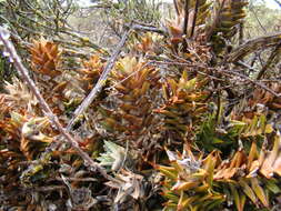 Image of Astroloba rubriflora (L. Bolus) Gideon F. Sm. & J. C. Manning