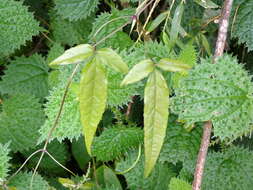 صورة Clematis morii Hayata