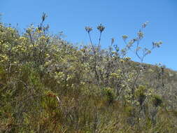 Image of Leucadendron uliginosum subsp. uliginosum