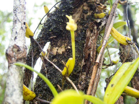 Image of Pom-pom Orchid