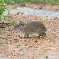 Image of Yellow-toothed cavy