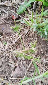 Image of marsh parsley