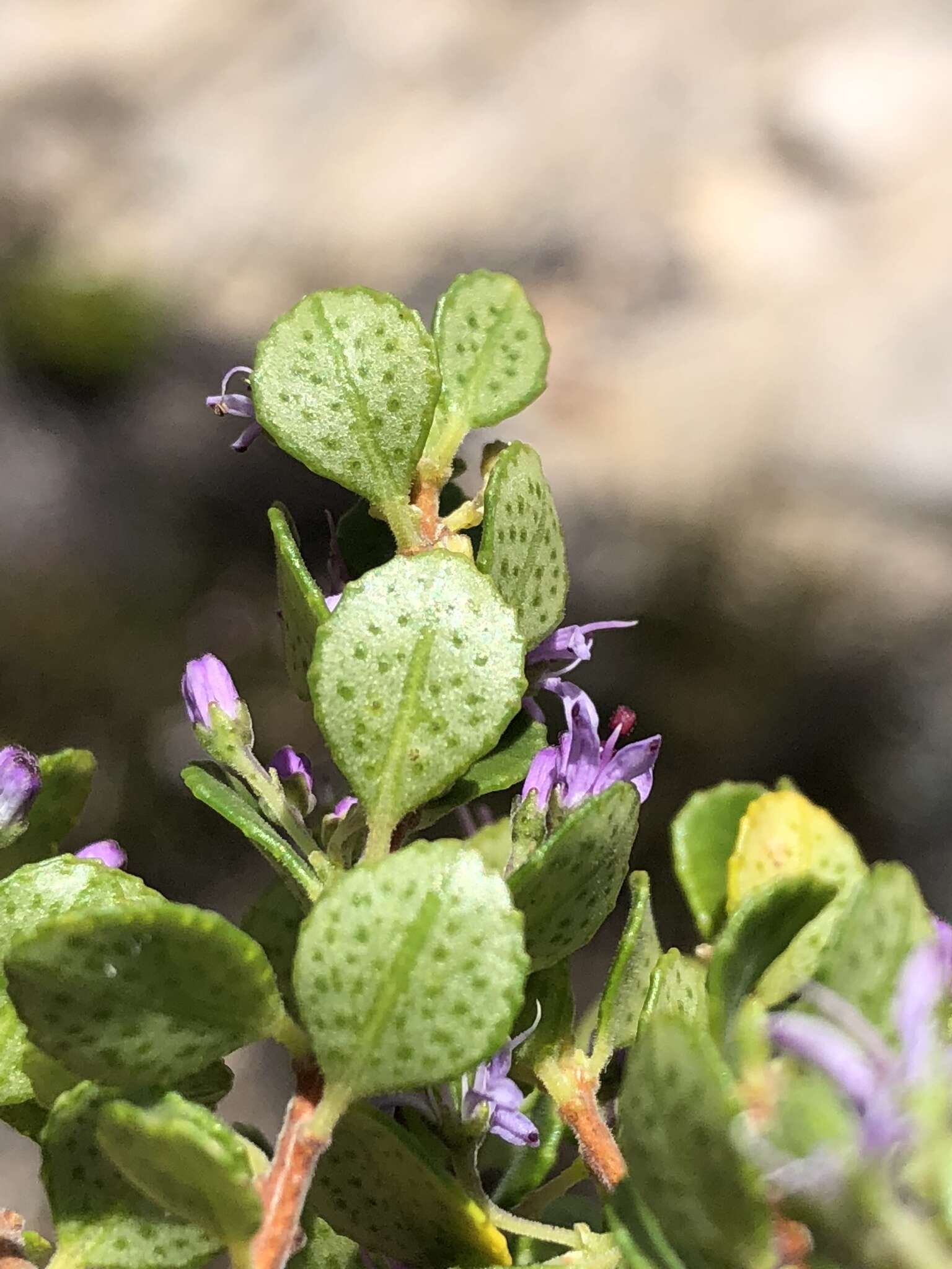 Image of Agathosma venusta (Eckl. & Zeyh.) Pillans