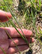 Imagem de Salpingostylis caelestina (W. Bartram) Small