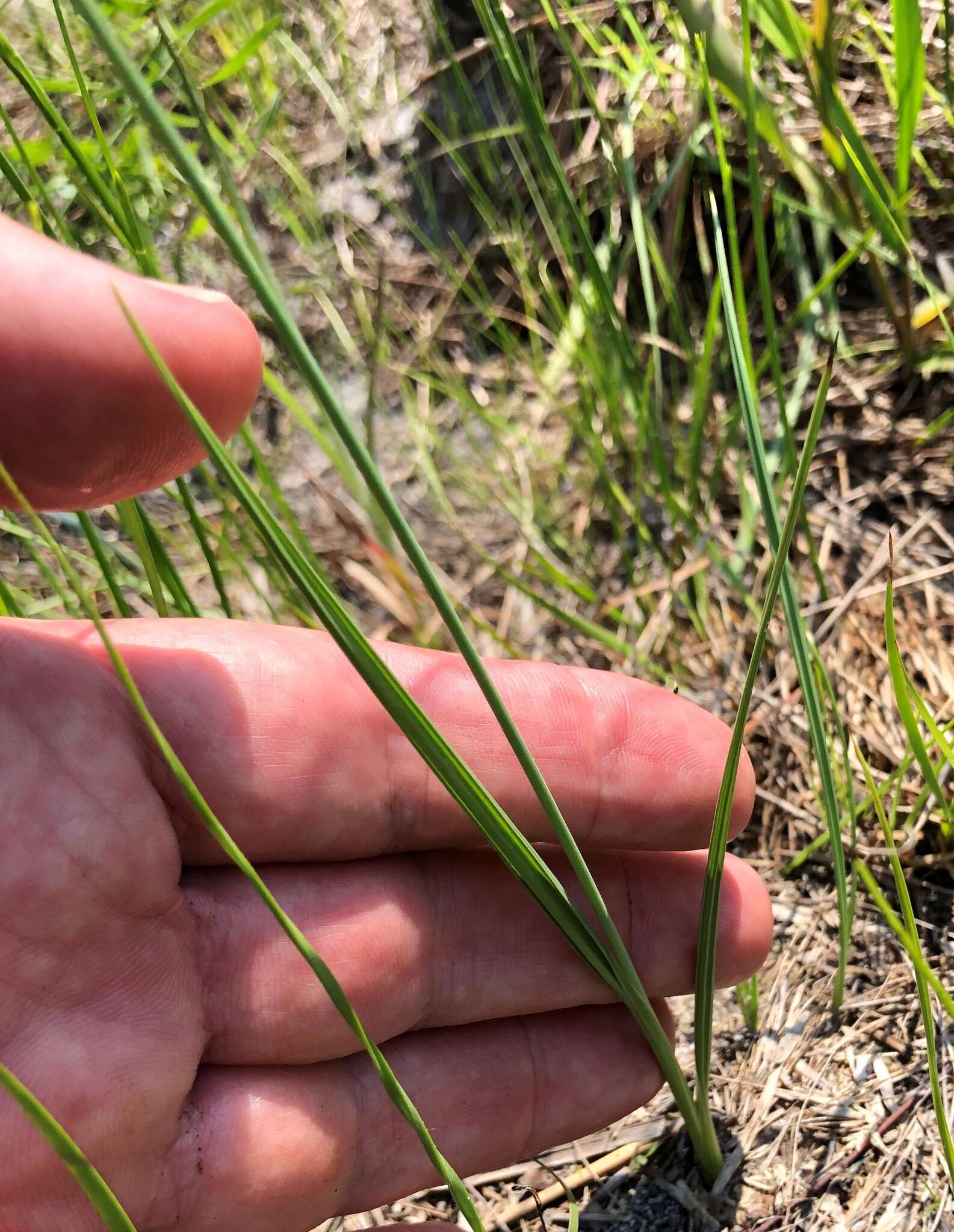 Imagem de Salpingostylis caelestina (W. Bartram) Small