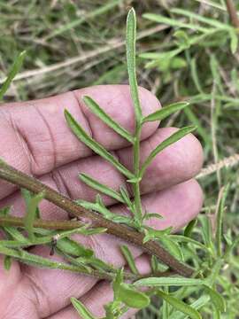 Image of Erigeron delphinifolius Willd.