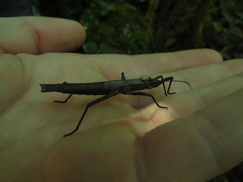 Image of Creoxylus biaculeatus Conle, Hennemann & Gutiérrez 2011