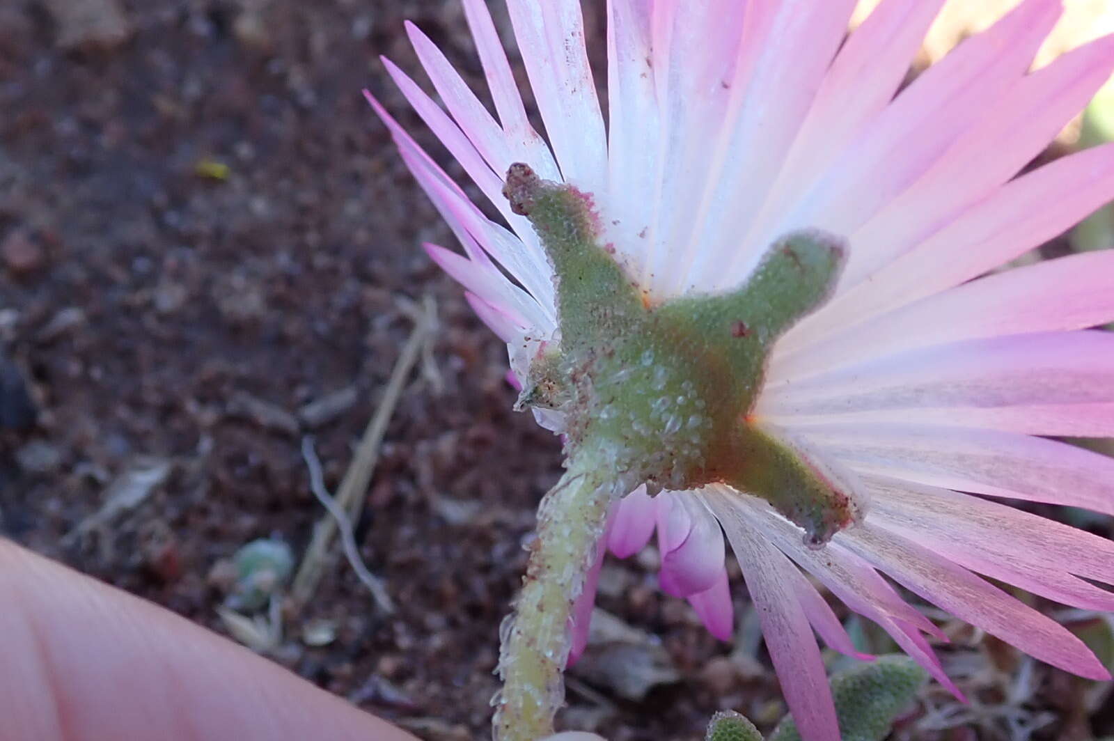 Image of Cleretum bellidiforme (Burman fil.) G. D. Rowley