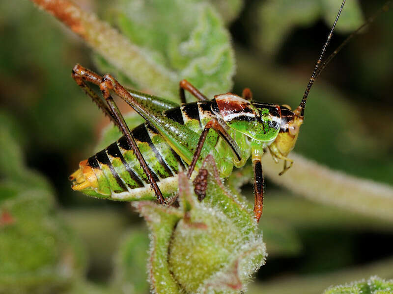 Image of Poecilimon (Poecilimon) cretensis Werner 1903