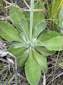 Image de Primula incana M. E. Jones