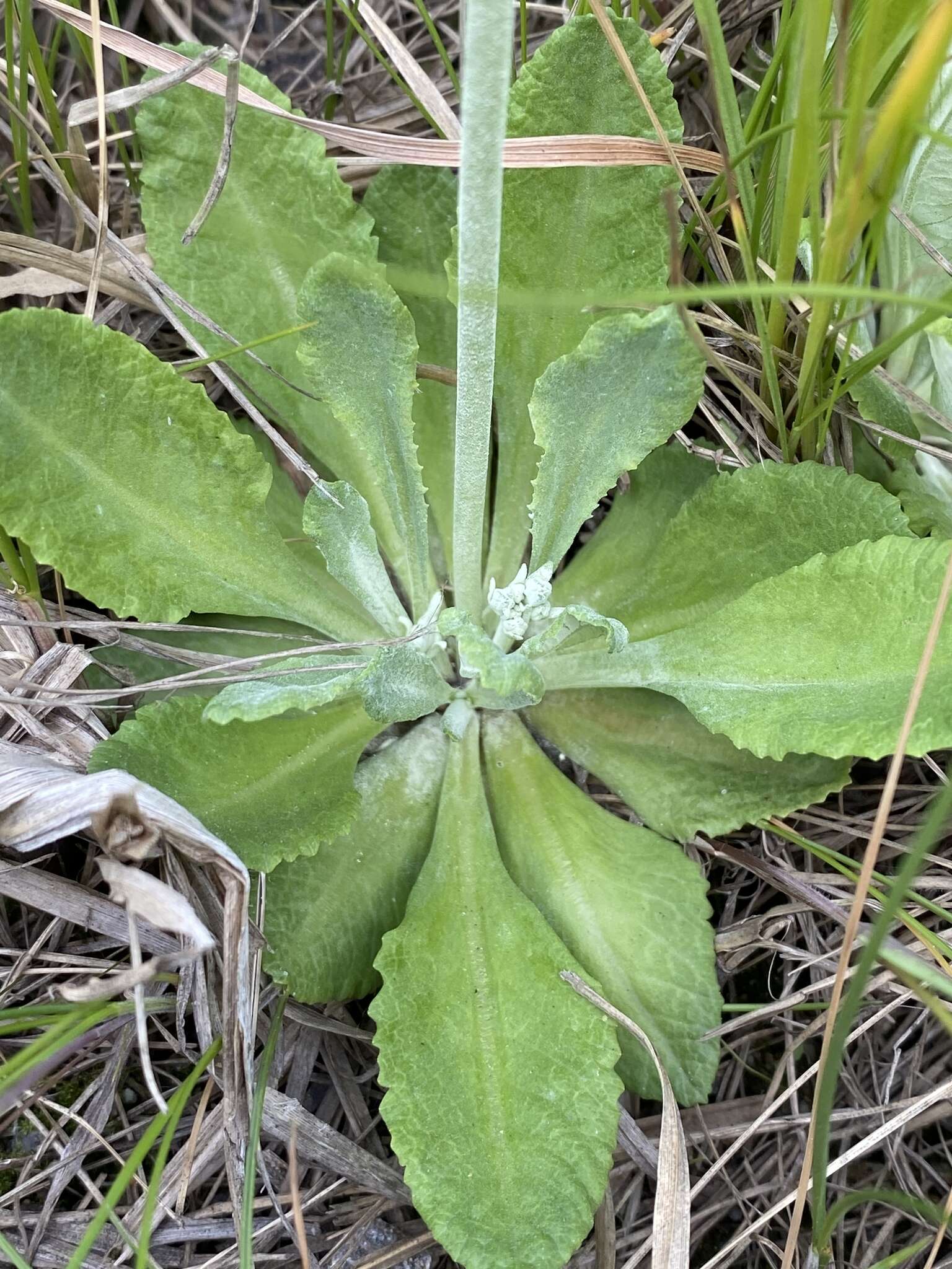 Plancia ëd Primula incana M. E. Jones