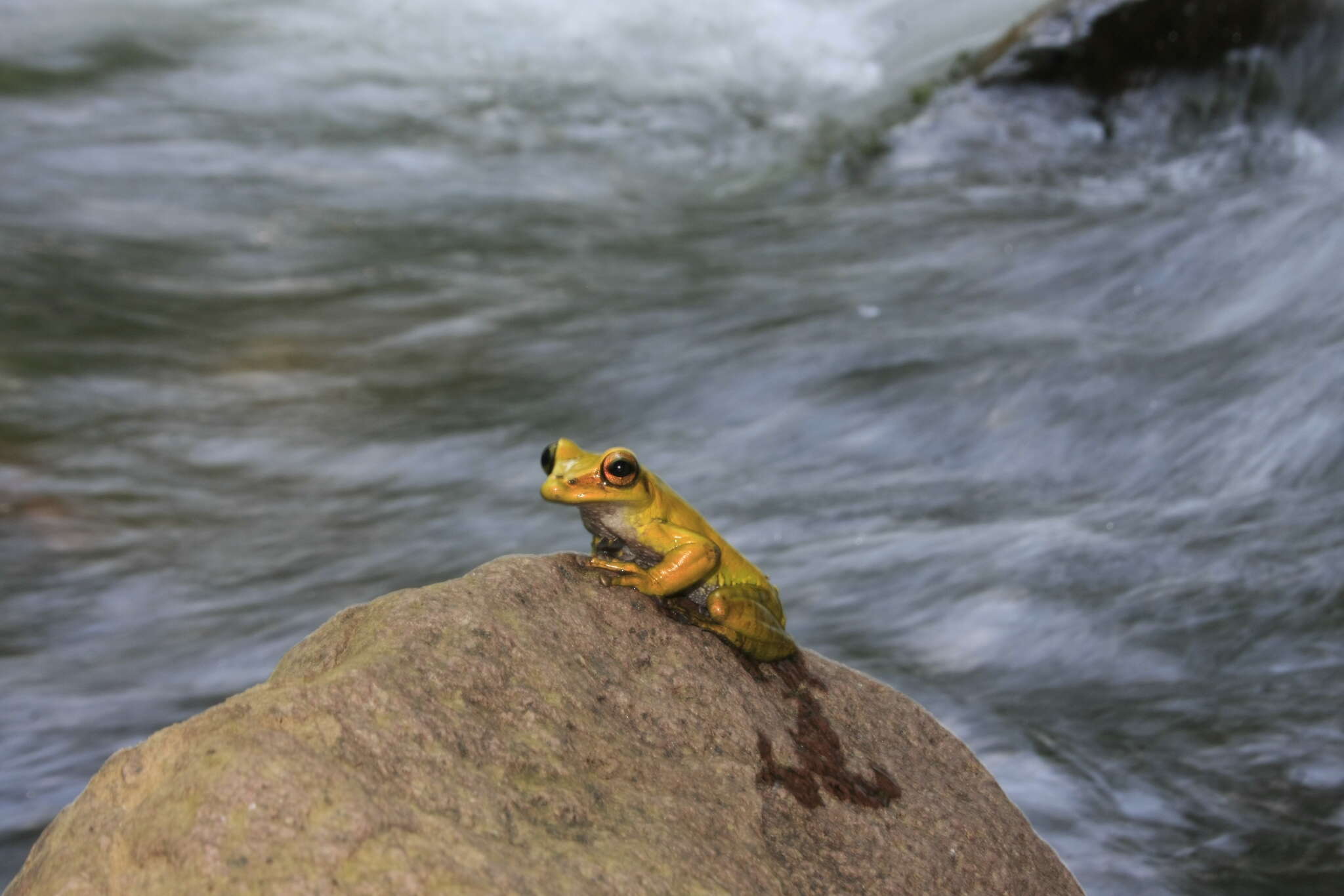 Image of Porthole Treefrog