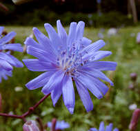 Image of blue lettuce