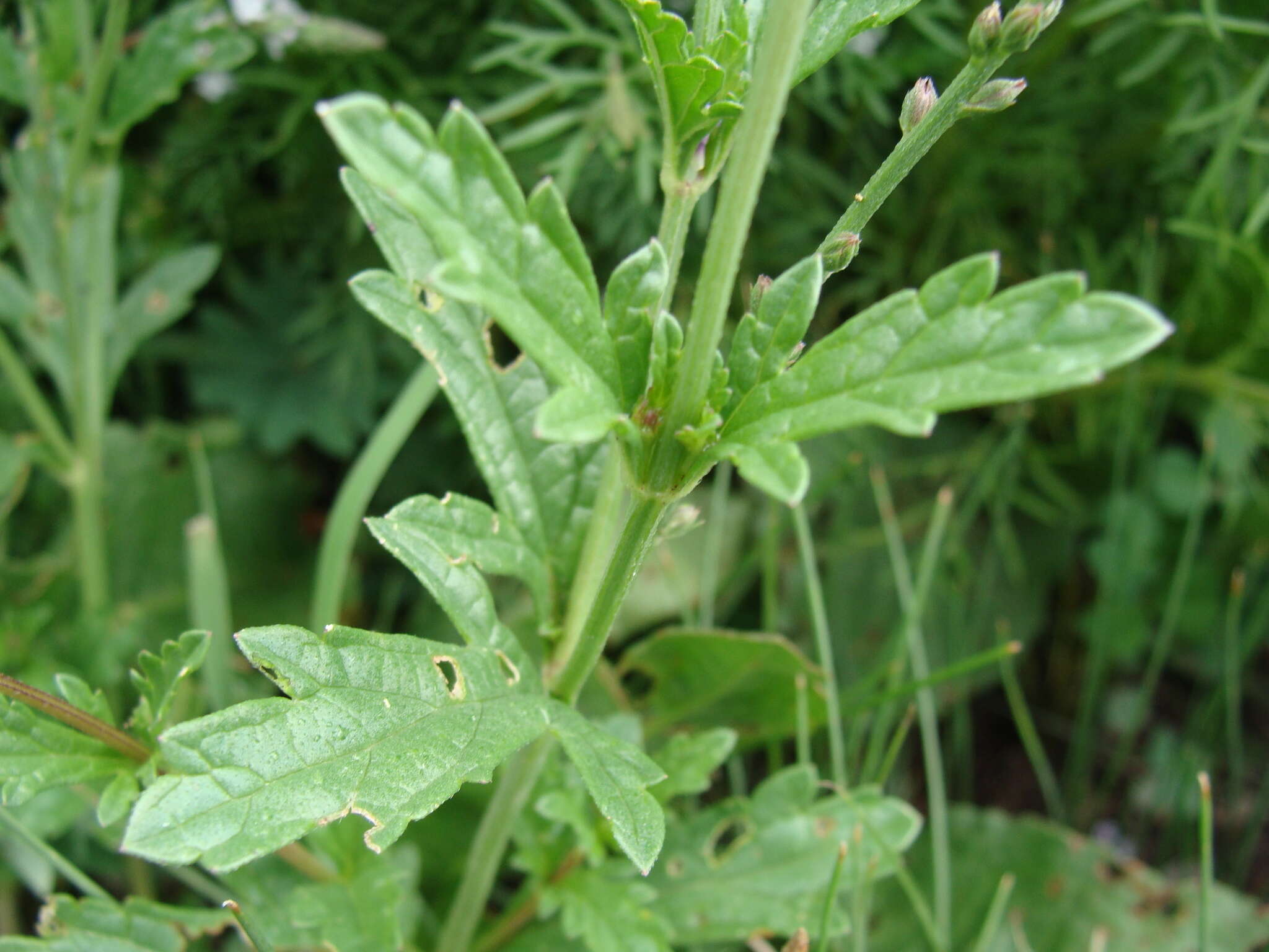 Image of Carolina vervain