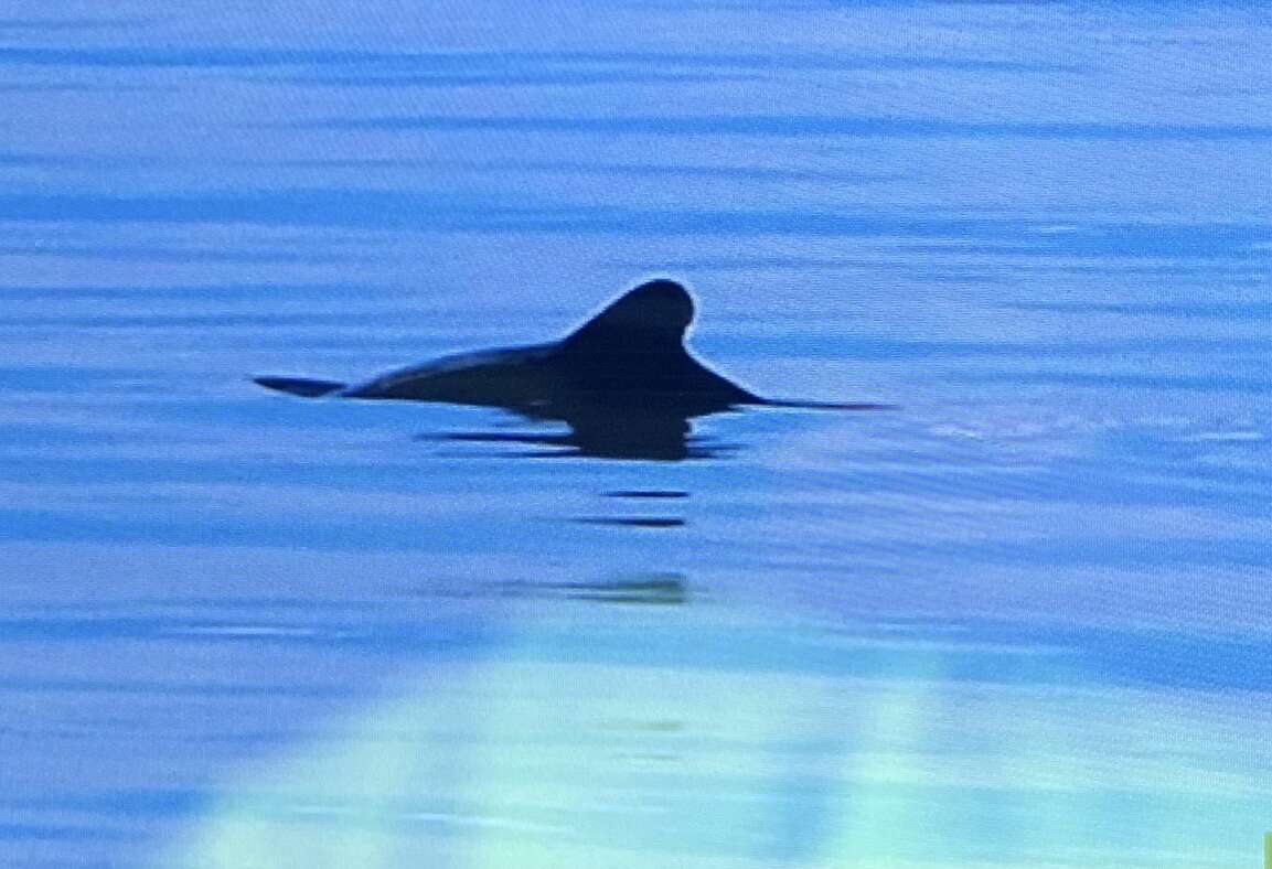 Image of Black Chilean Dolphin
