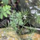 Image of Asparagus sylvicola S. M. Burrows