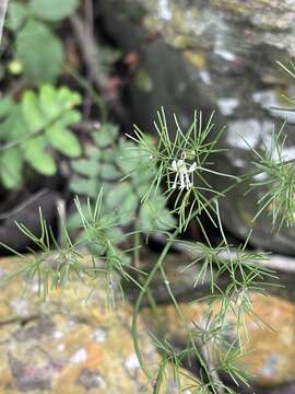 Image of Asparagus sylvicola S. M. Burrows