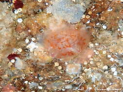 Image of Pyura squamulosa (Alder 1863)