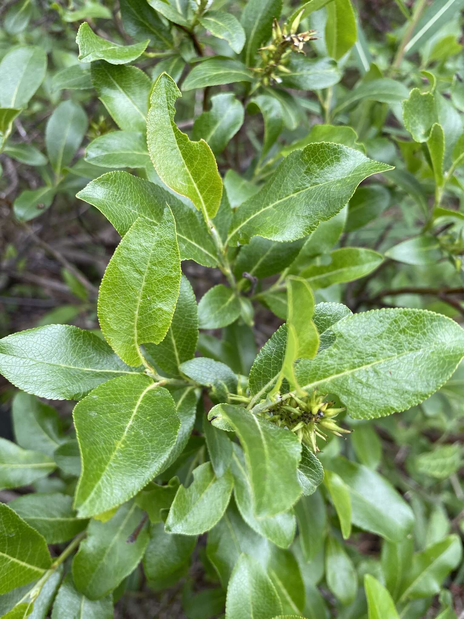 Image of firmleaf willow