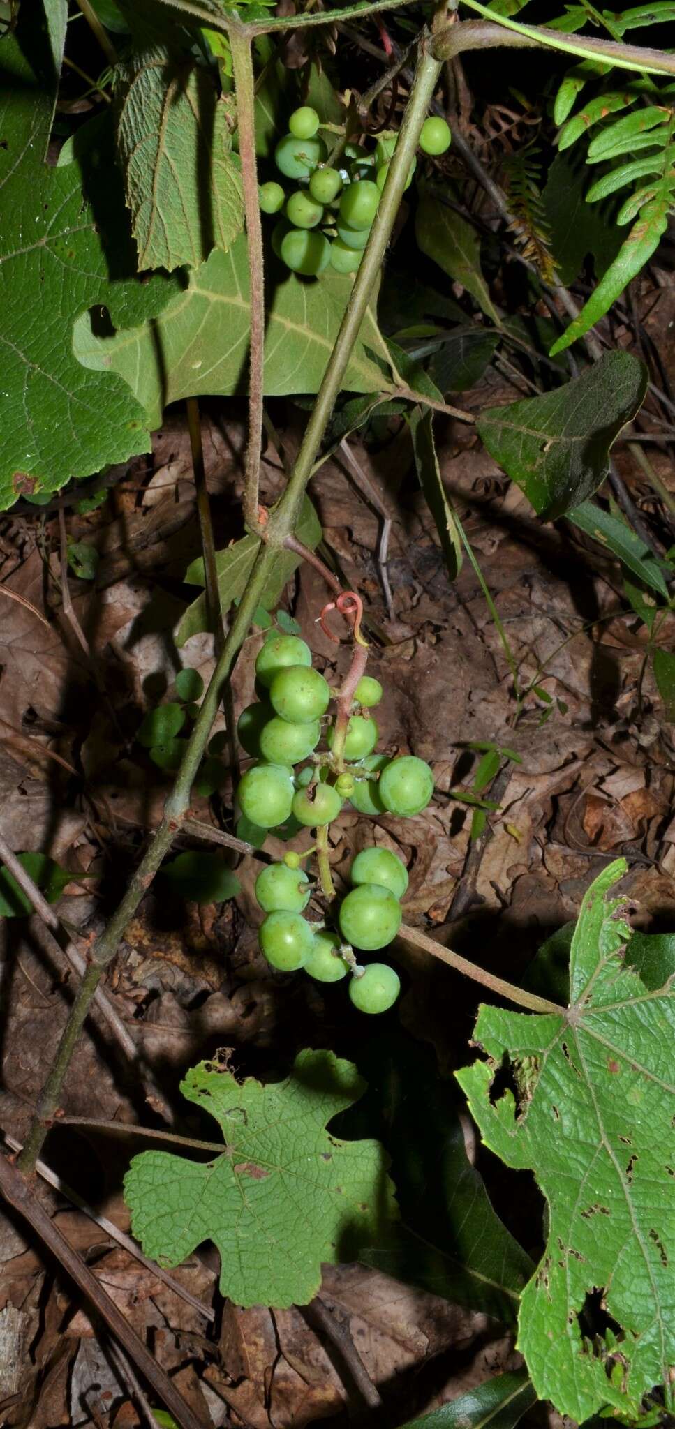 Imagem de Vitis aestivalis var. lincecumii (Buckley) Munson