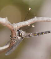 Image of Pilacmonotus sabulosus (Walker 1853)