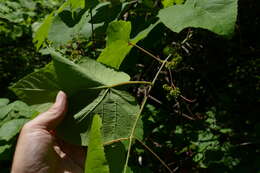 Image of Vitis aestivalis var. aestivalis