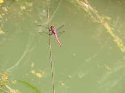 Image of Carmine Skimmer