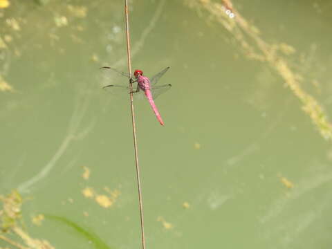 Image of Carmine Skimmer