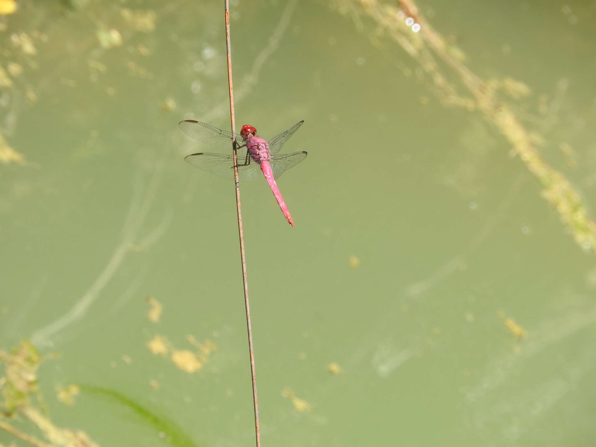 Image of Carmine Skimmer