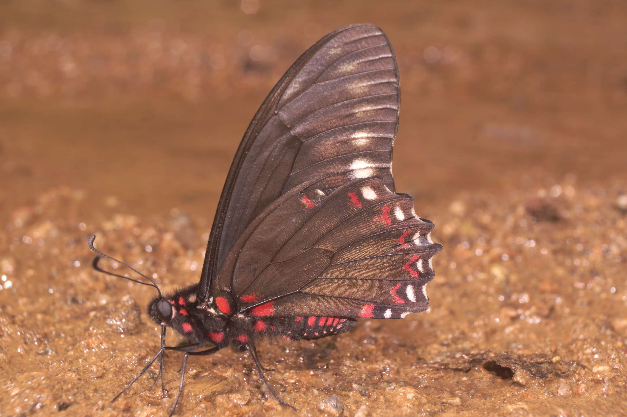 Mimoides phaon (Boisduval 1836)的圖片