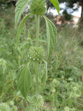 Image of Tumble weed