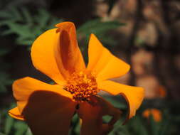 Imagem de Tagetes erecta L.