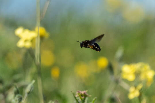 Image of Andrena magna Warncke 1965