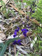 Image of Australian lilac vine