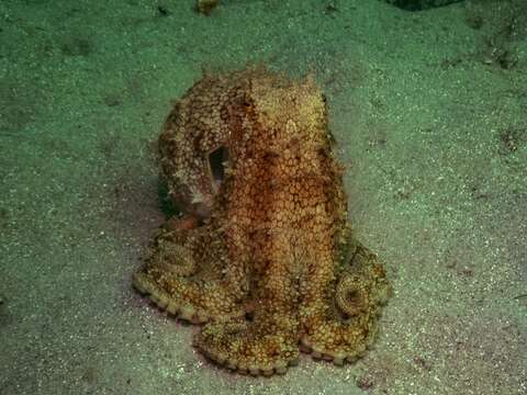 Image of Pale octopus