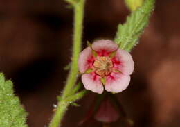 Image of Hermannia boraginiflora Hook.