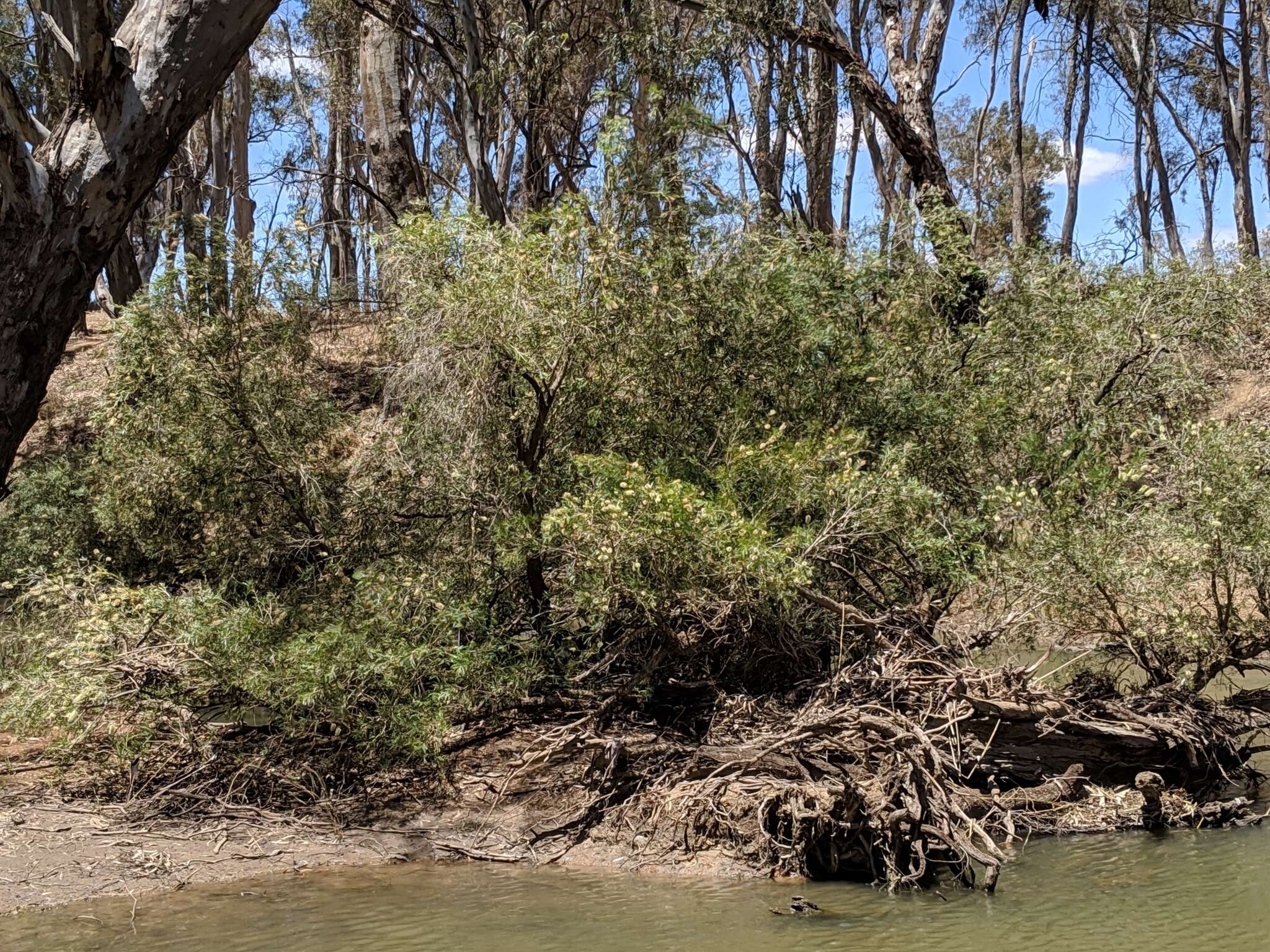 Image of river bottlebrush